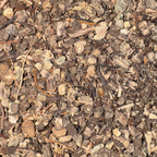 Black Cohosh Root Cut