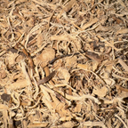 Blackberry Root Cut