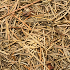 Balsam Fir Needles