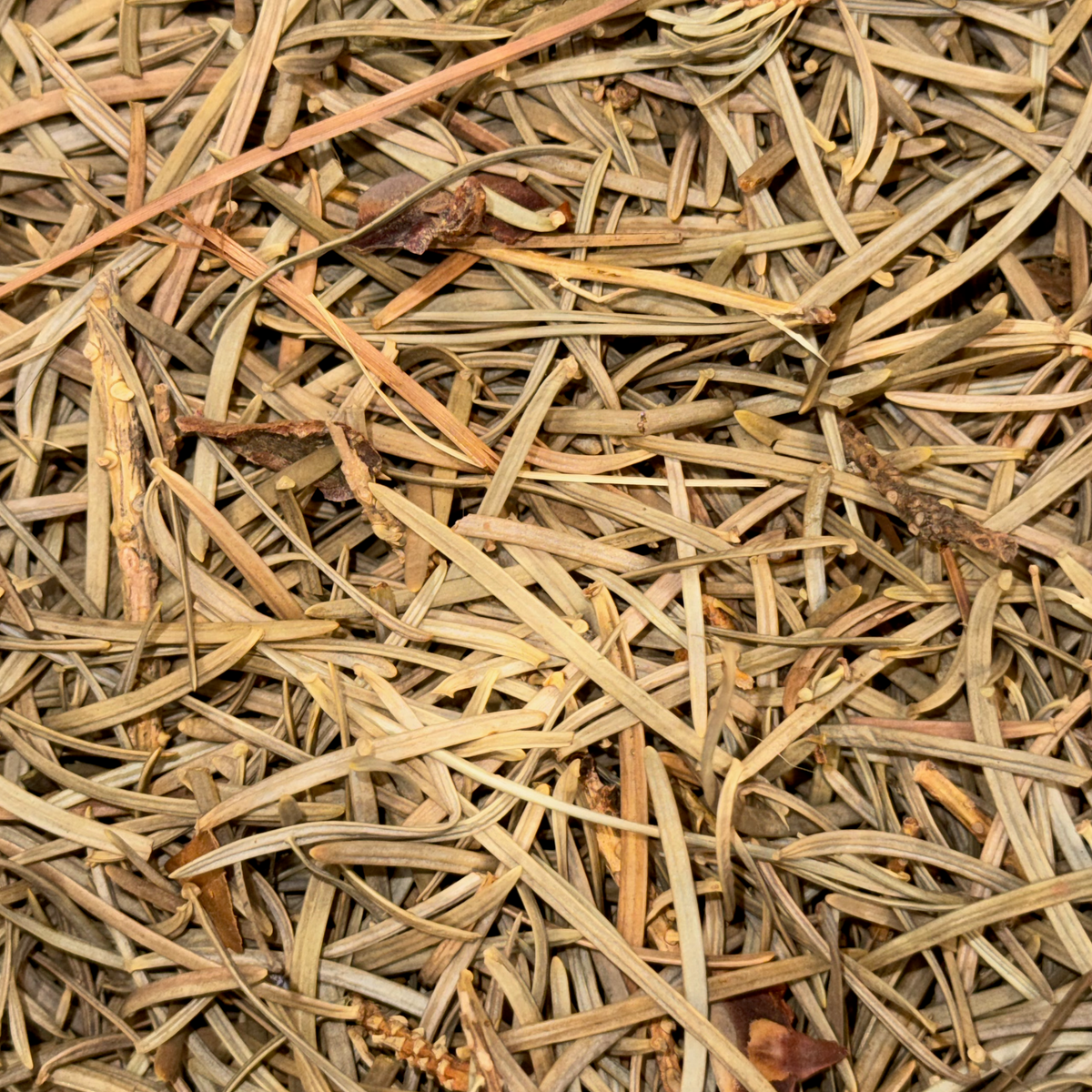 Balsam Fir Needles