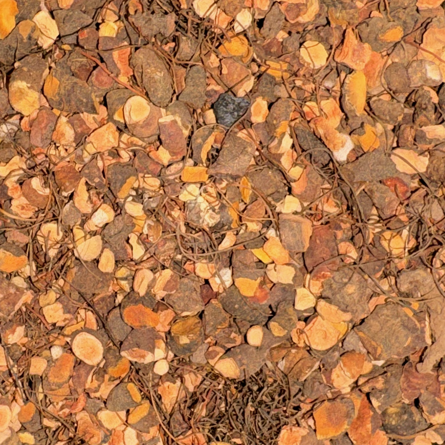 Blood Root Cut