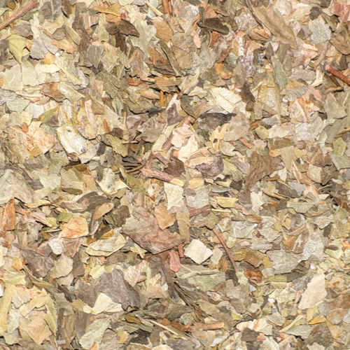 Boldo Leaf
