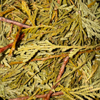 Cedar Tips Whole