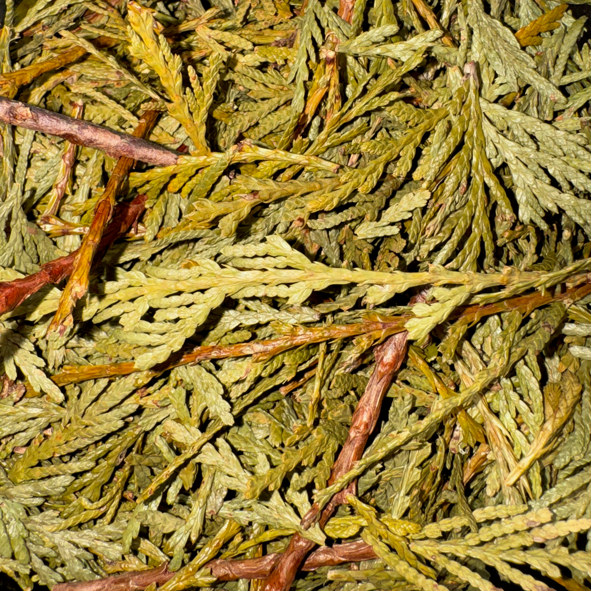 Cedar Tips Whole