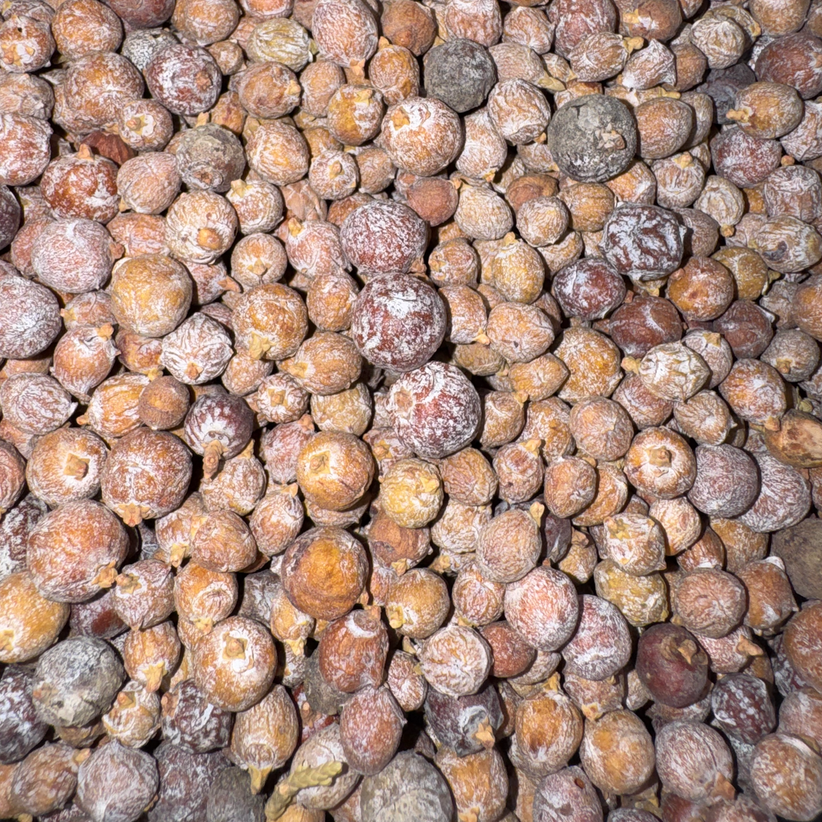 Cedar Berries Whole - LIMITED AVAILABILITY - 4 oz Max Order