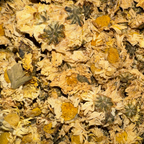 Chrysanthemum Flowers Whole