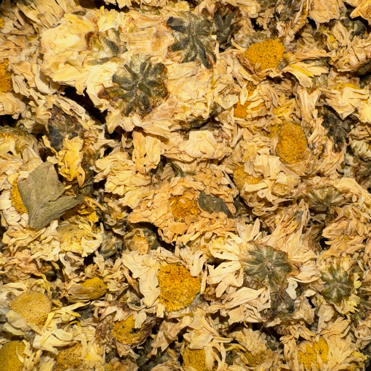 Chrysanthemum Flowers Whole