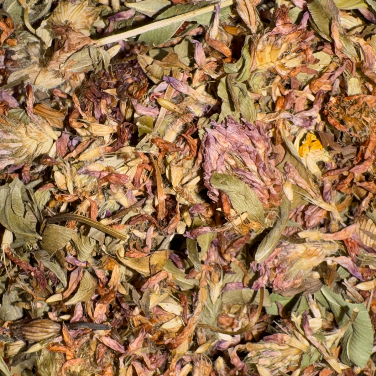 Clover, Red - Premium U.S. Whole Tops