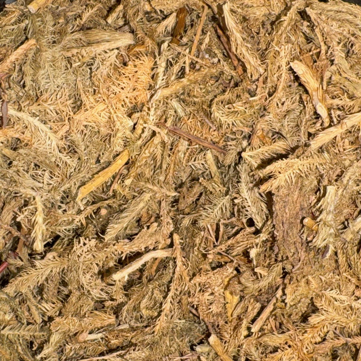 Club Moss Whole