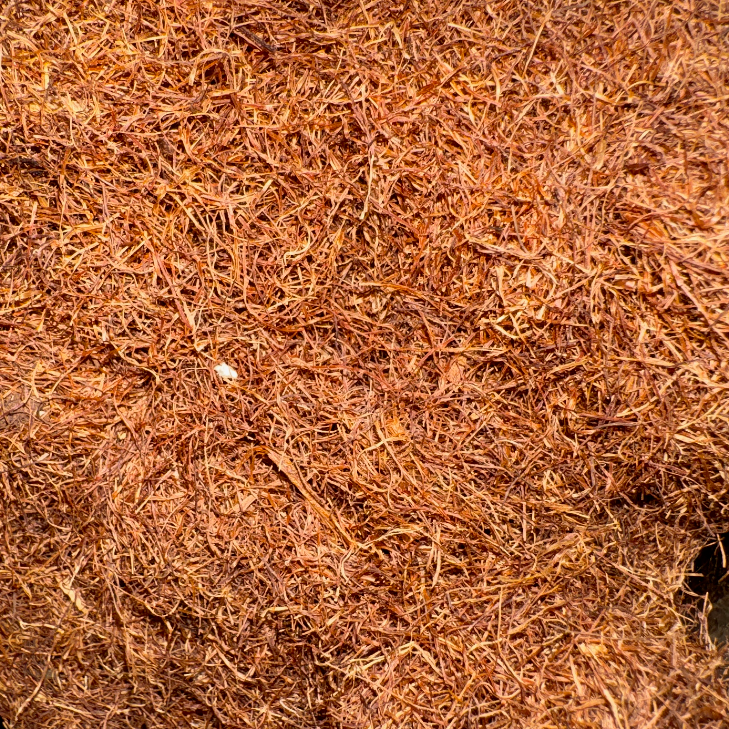 Corn Silk Cut
