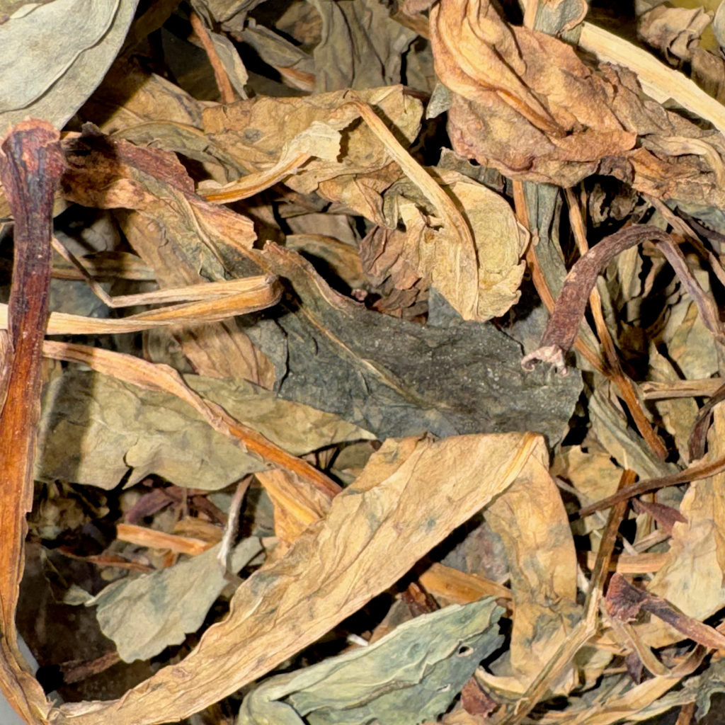 Deer Tongue Leaf - Whole