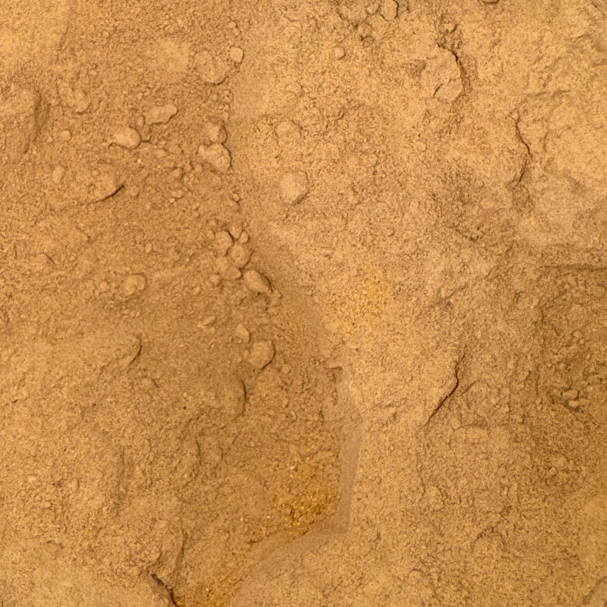 Dong Quai Root Powder
