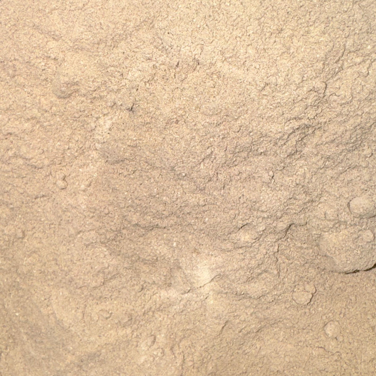 Echinacea Root Powder