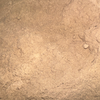 Eleuthero Root Powder