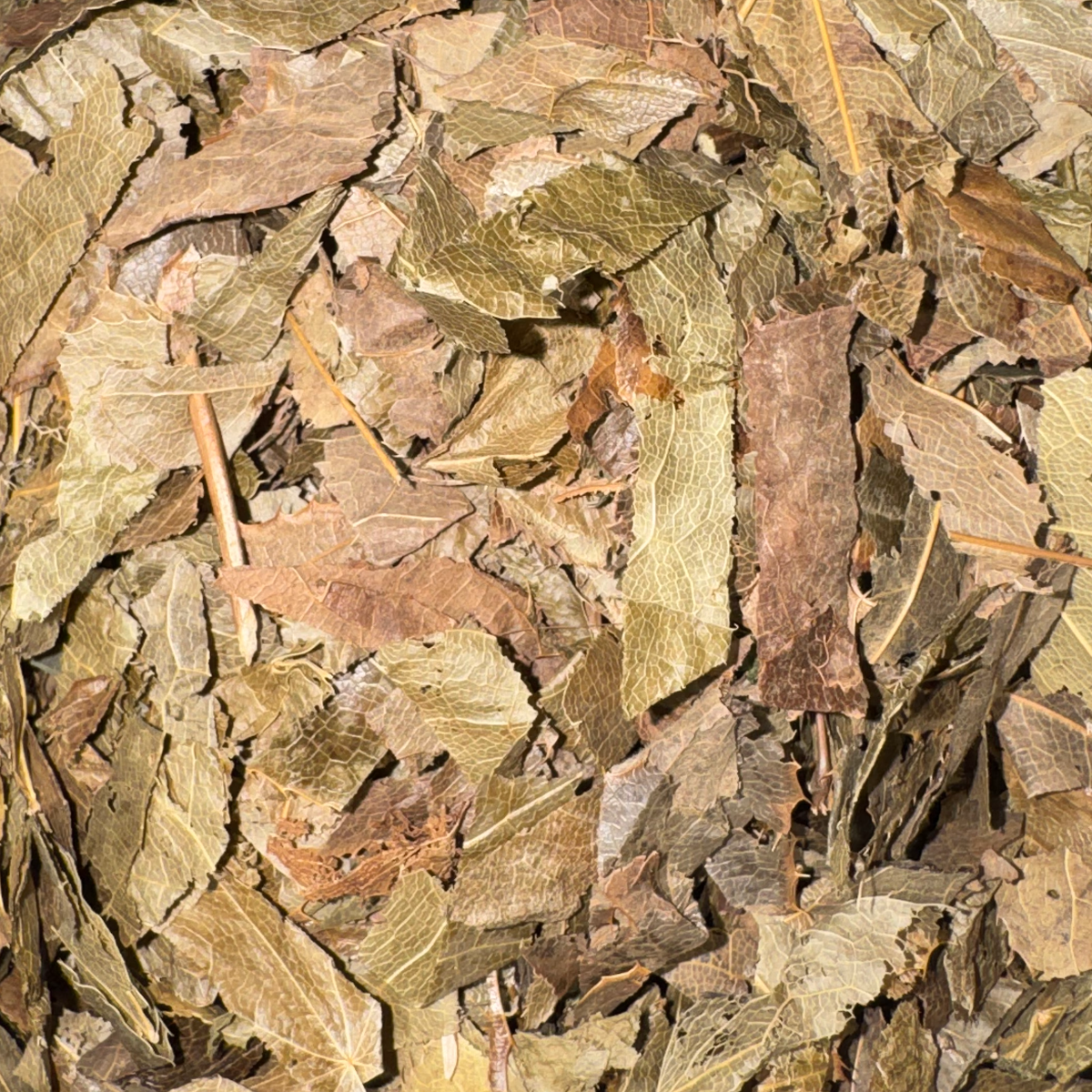Horny Goat Weed
