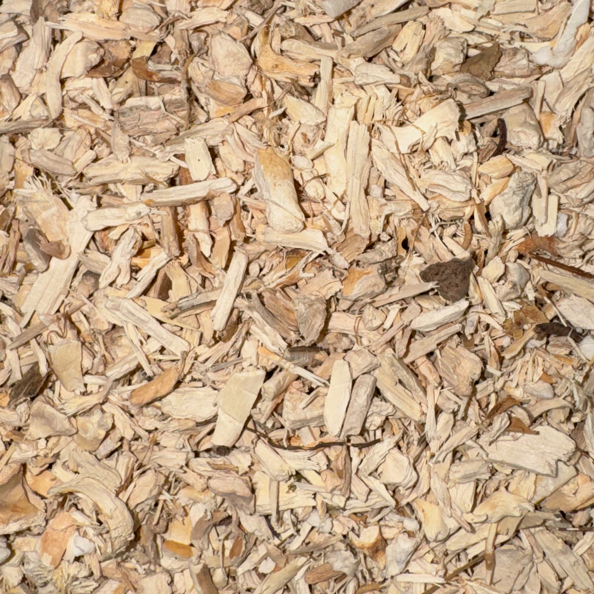 Hydrangea Root Cut
