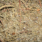 Juniper Needles, Sedona