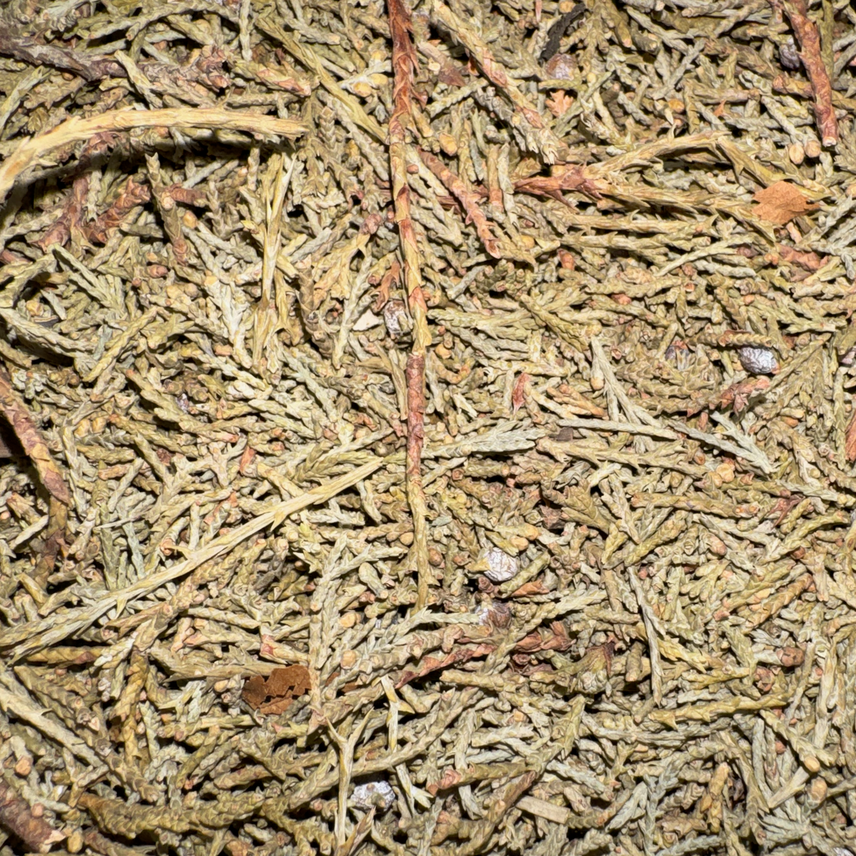 Juniper Needles, Sedona
