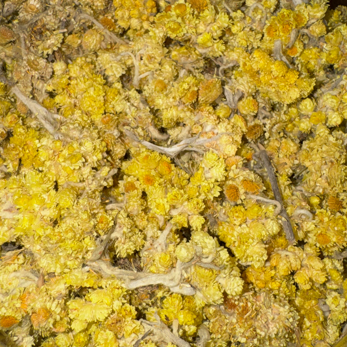 Helichrysum (Life Everlasting) Flowers