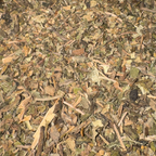 Lobelia Leaf Cut