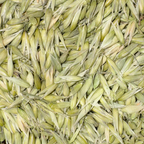 Oat Tops, Milky Seeds