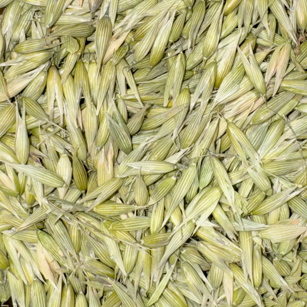 Oat Tops, Milky Seeds