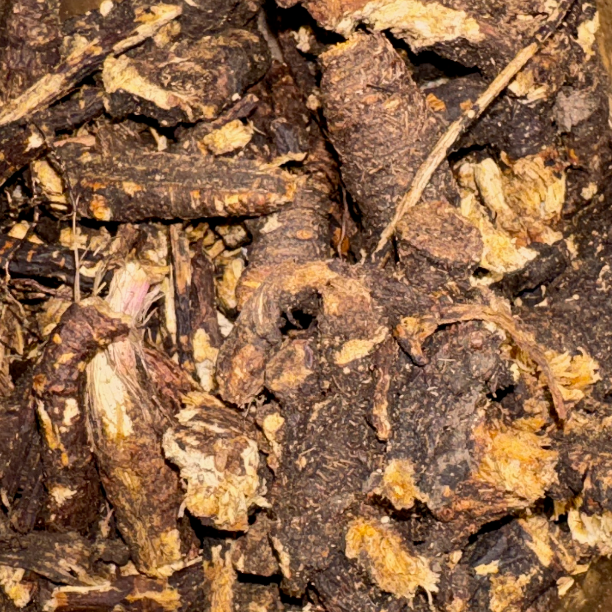 Osha Root Whole - VERY LIMITED SUPPLY - 4 oz Maximum Order