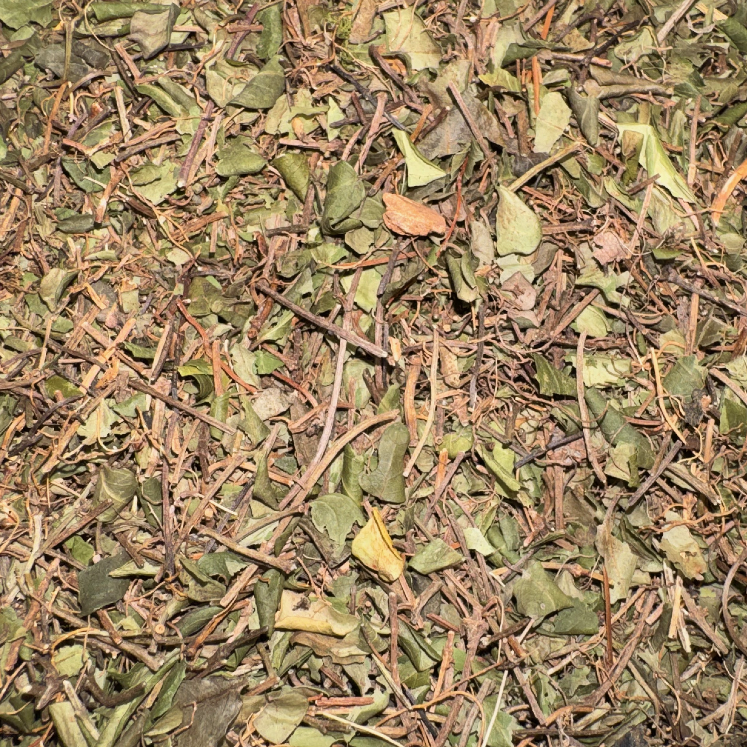 Partridgeberry Leaf Cut