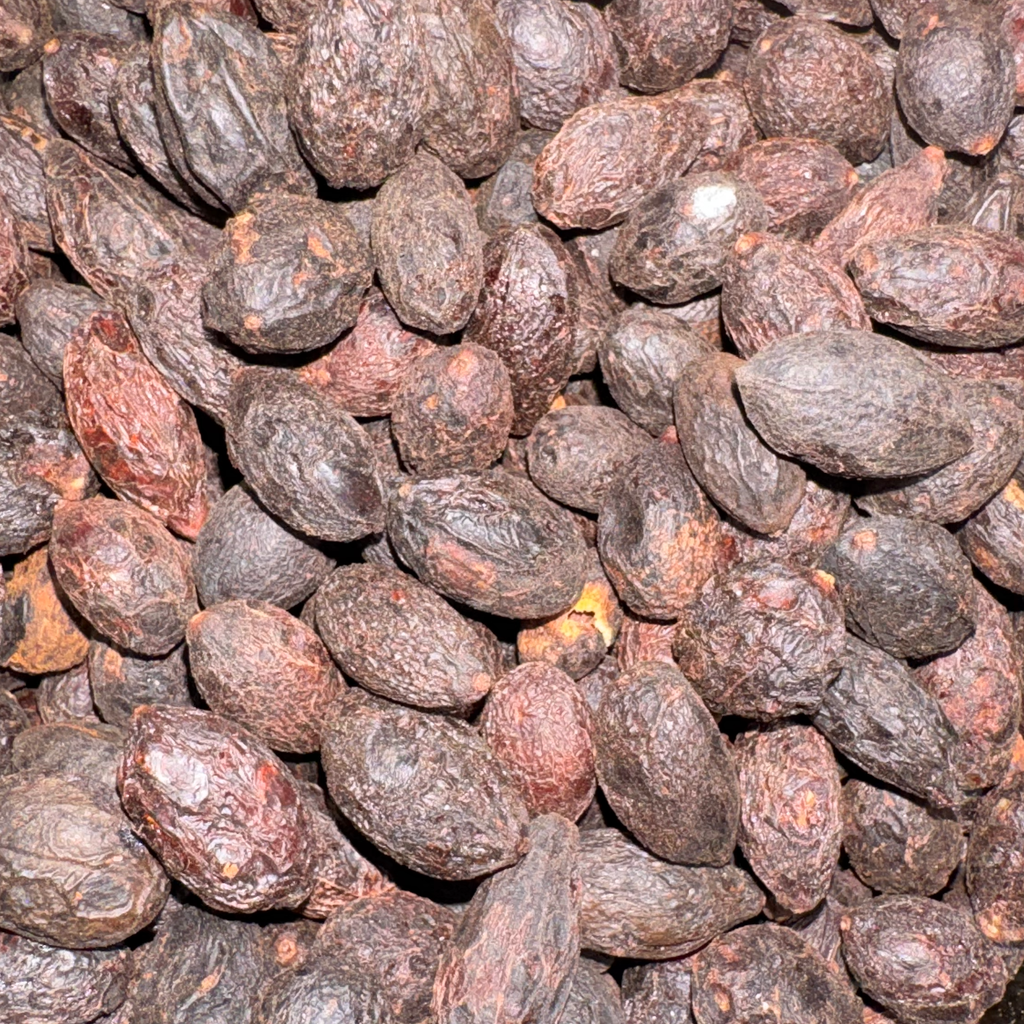 Saw Palmetto Berries Cut