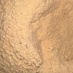Shatavari Root Powder