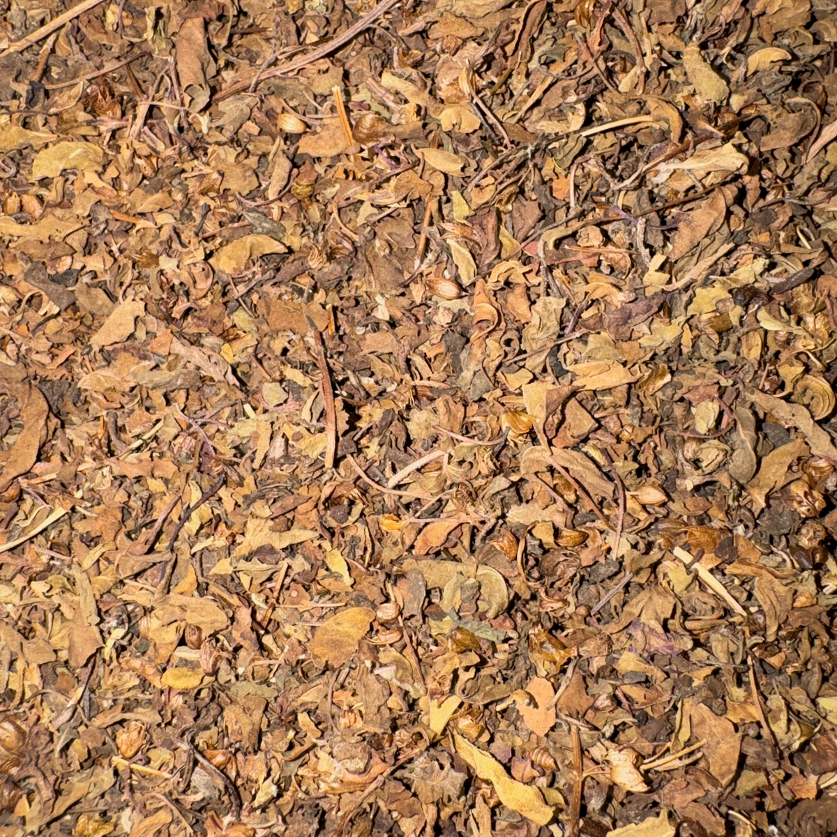 Tulsi Leaf Cut - Holy Basil