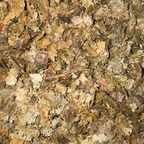 Witch Hazel Leaf