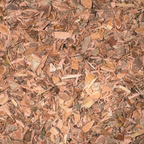 Witch Hazel Bark