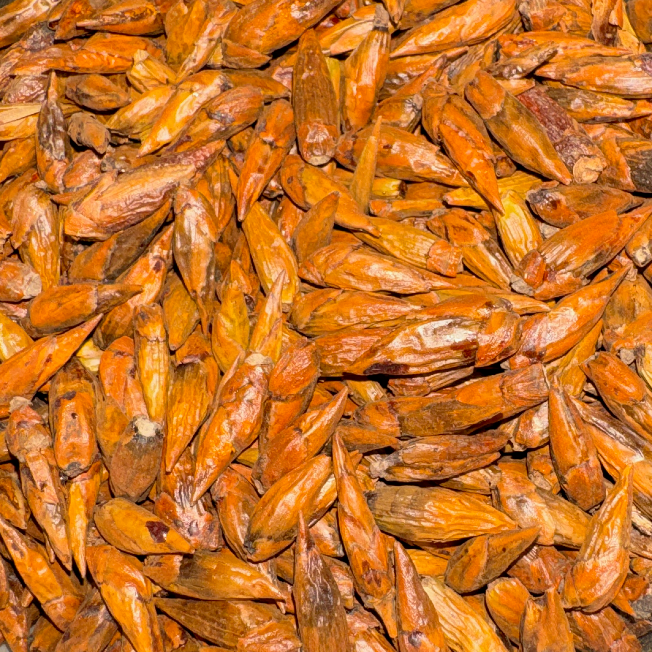 Balm of Gilead Buds