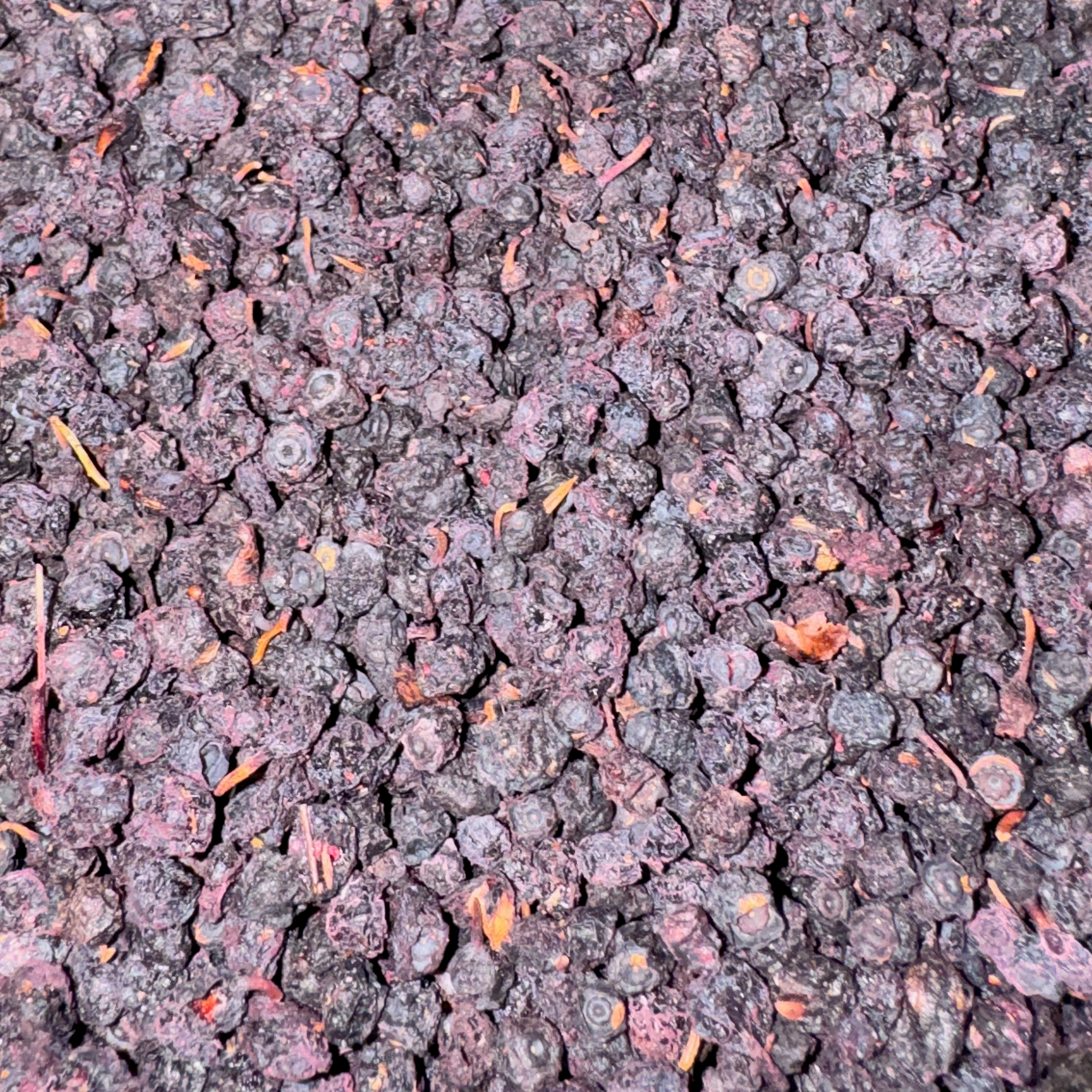 Bilberry Fruits