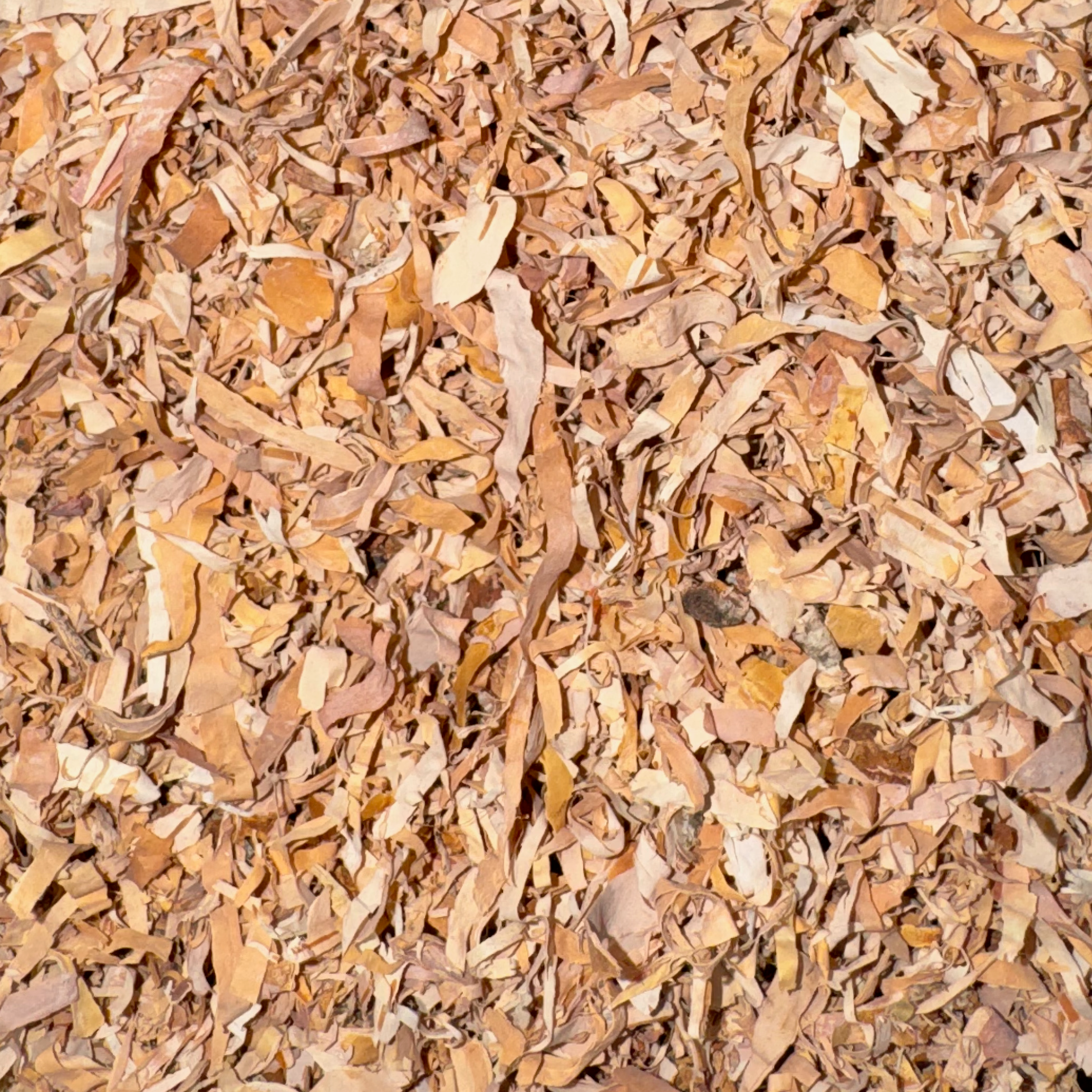 Birch Bark Cut